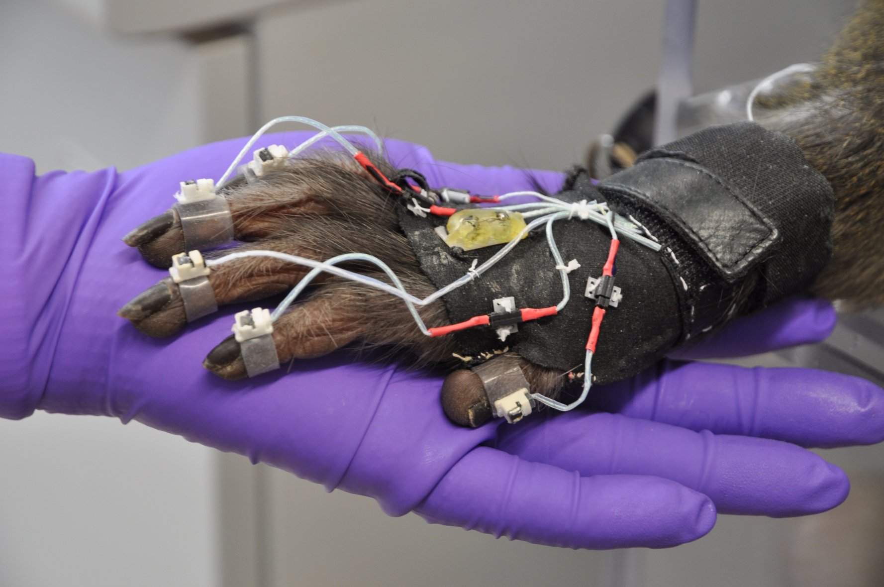 Neuronales Modell des Greifens entwickelt