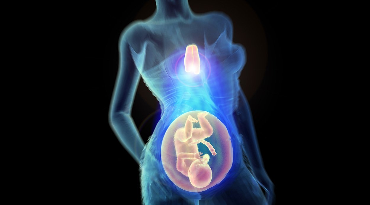 Warum der Thymus in der Schwangerschaft wichtig ist