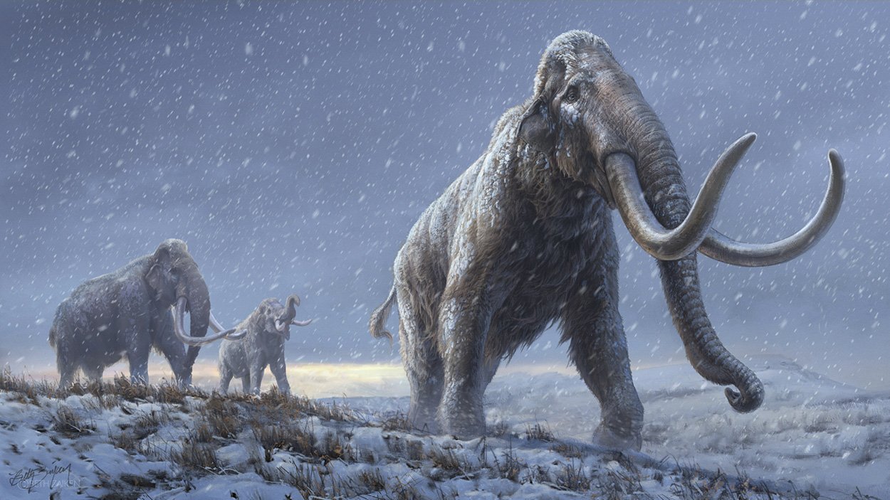 Älteste DNA beleuchtet Mammut-Stammbaum