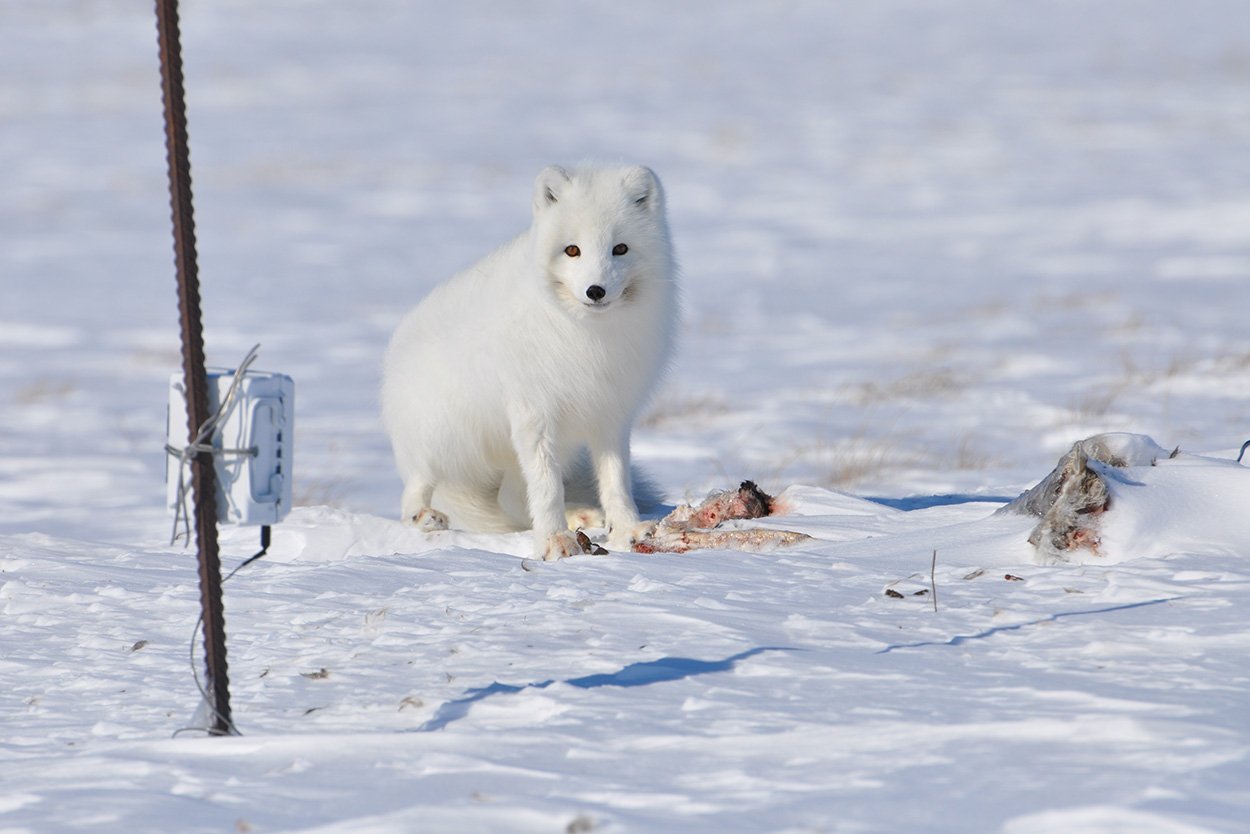 Der Polarfuchs: ein arktischer Überlebenskünstler