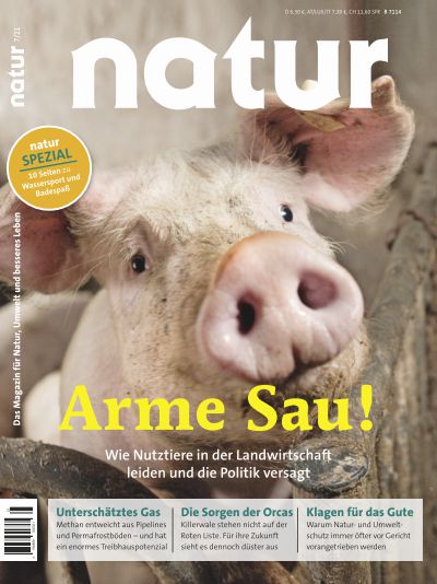 Arme Sau!