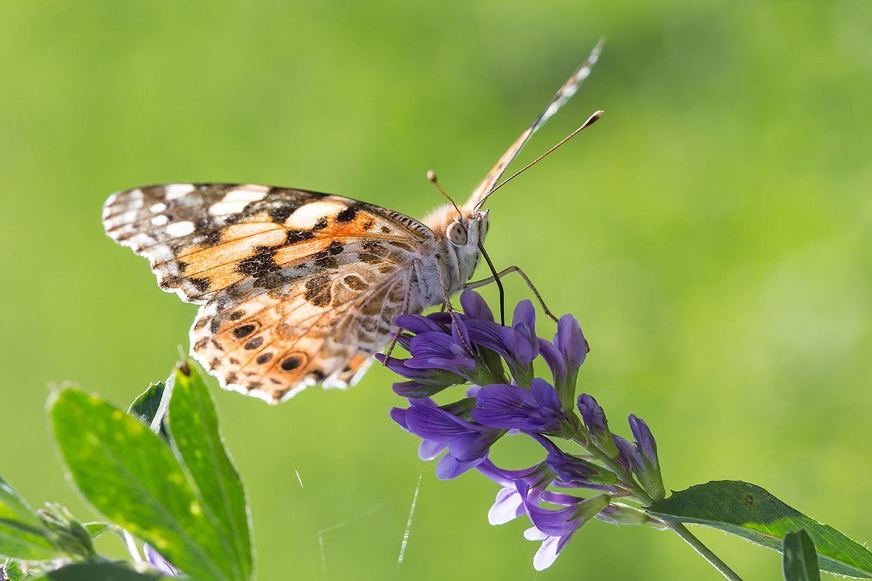 Schmetterlinge auf Fernreise