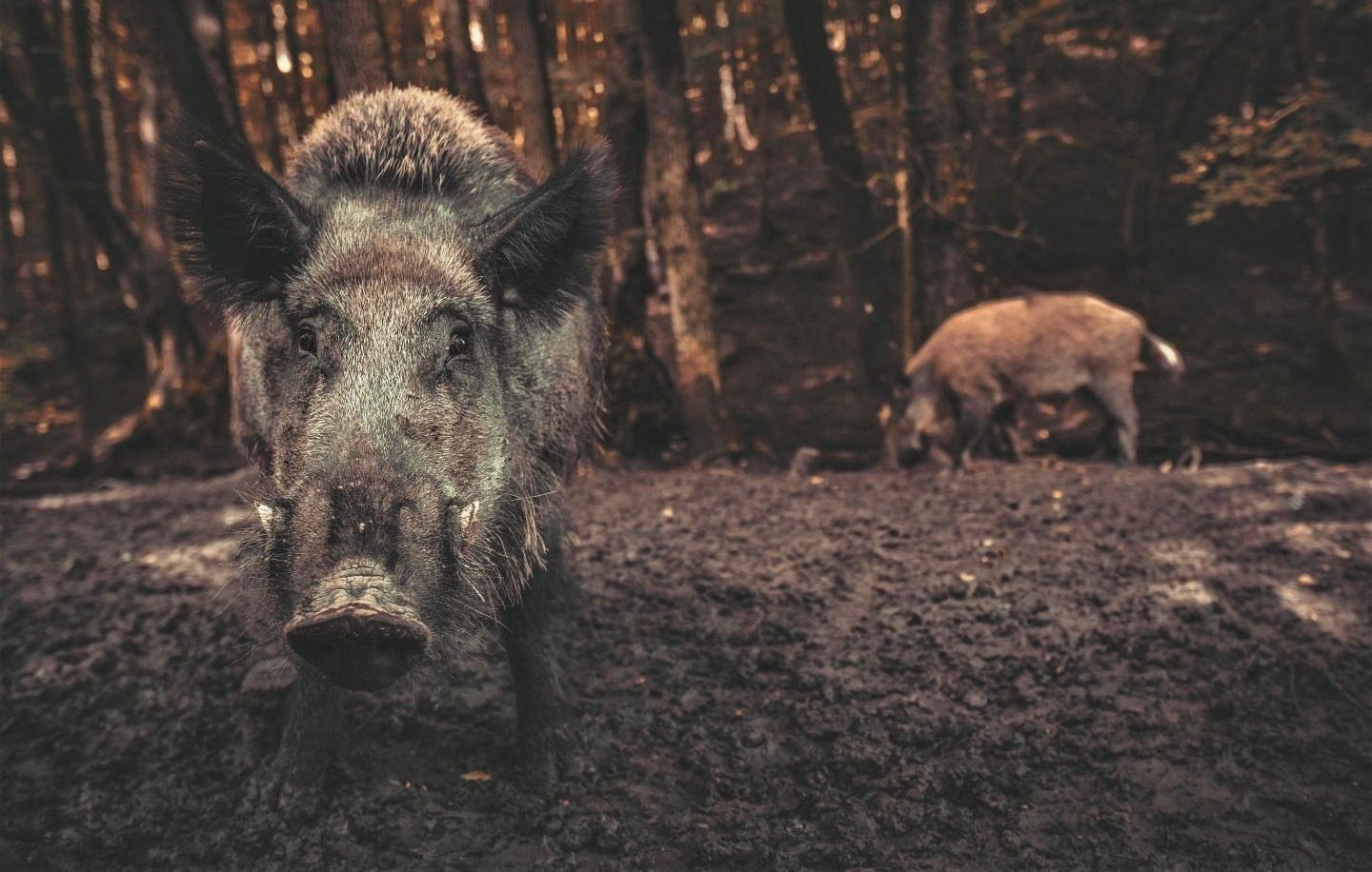 Invasive Wildschweine belasten das Klima