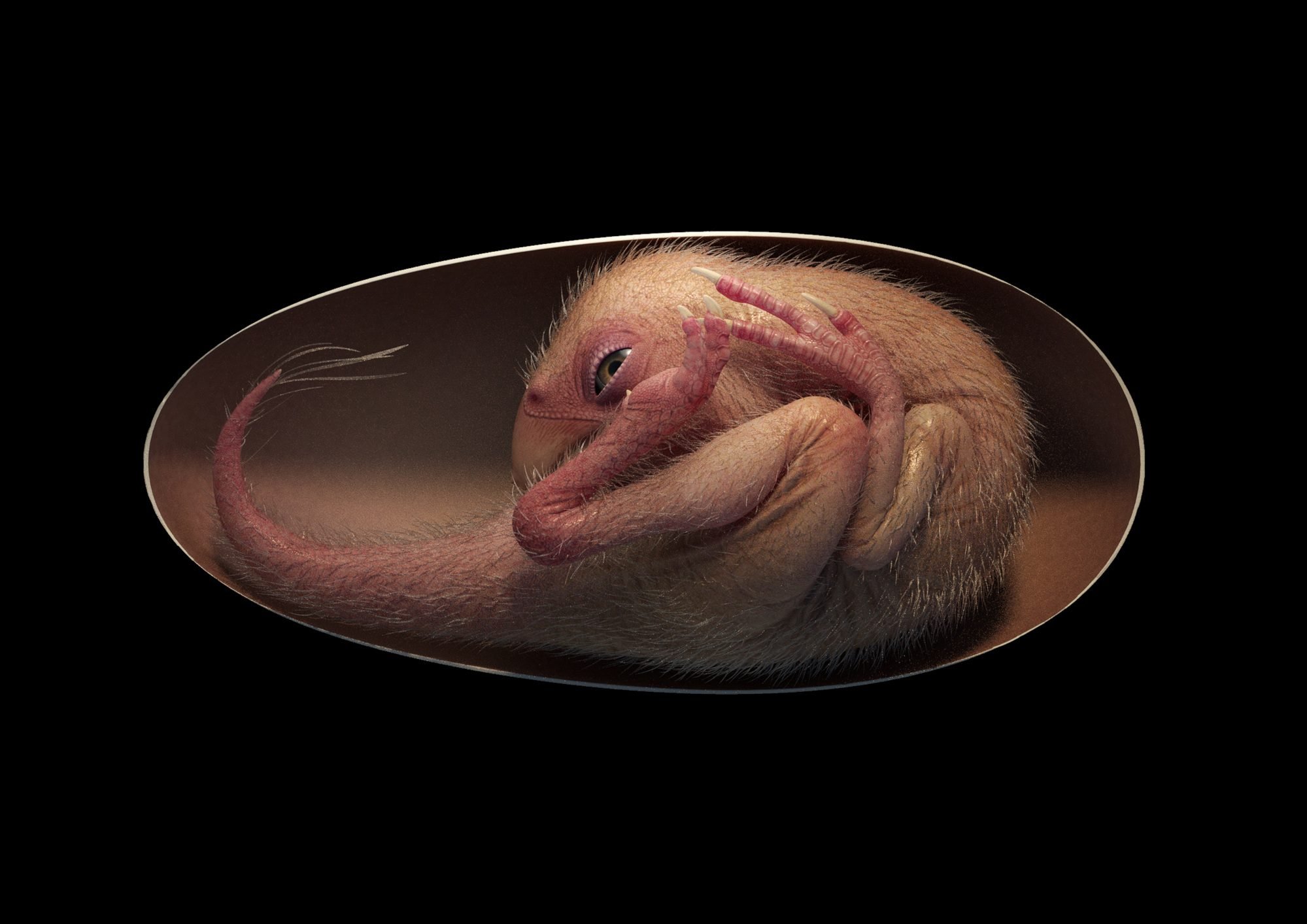 Dino-Embryo in vogelartiger Haltung