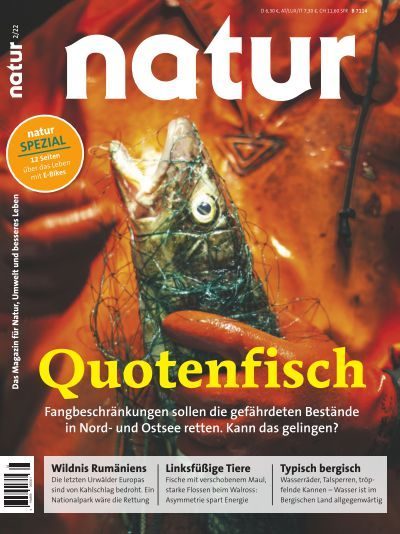 Quotenfisch