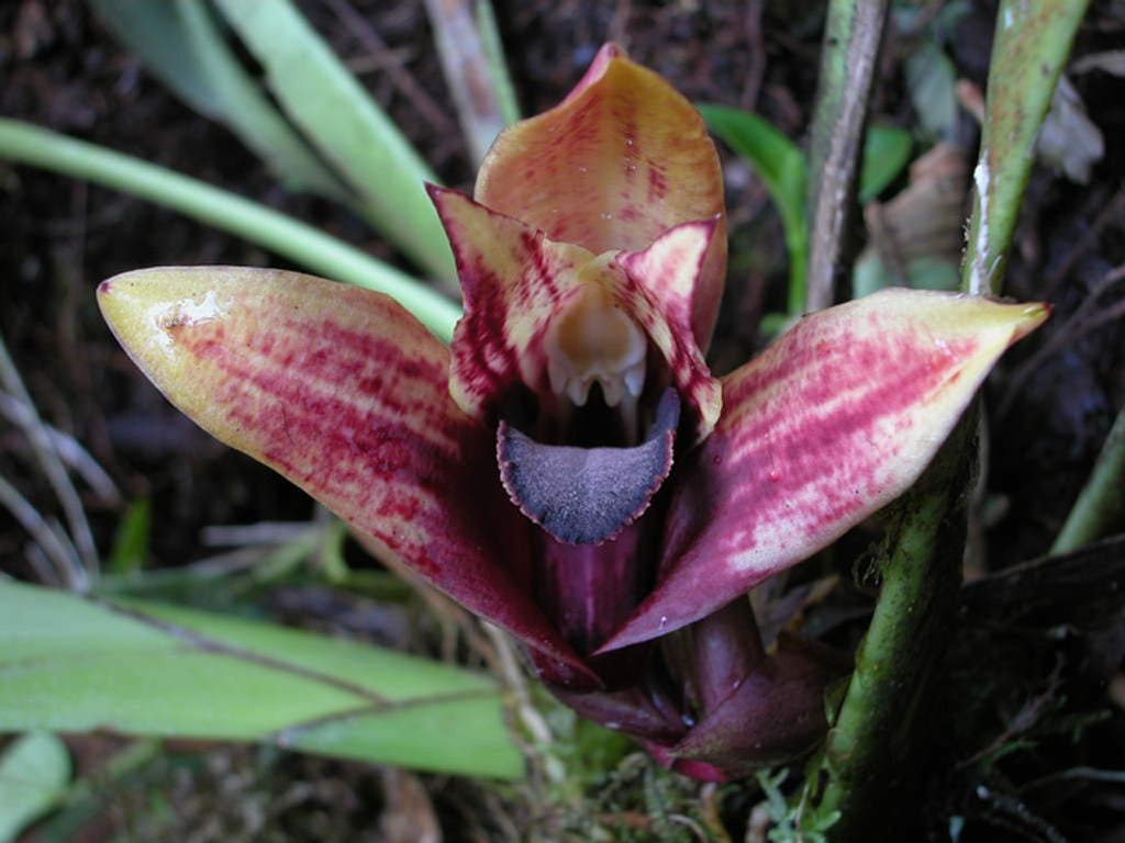 Eine neue Orchideen-Spezies