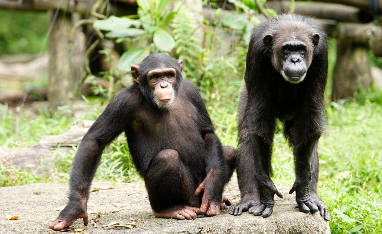 Wenn Menschen Krankheiten auf Tiere übertragen