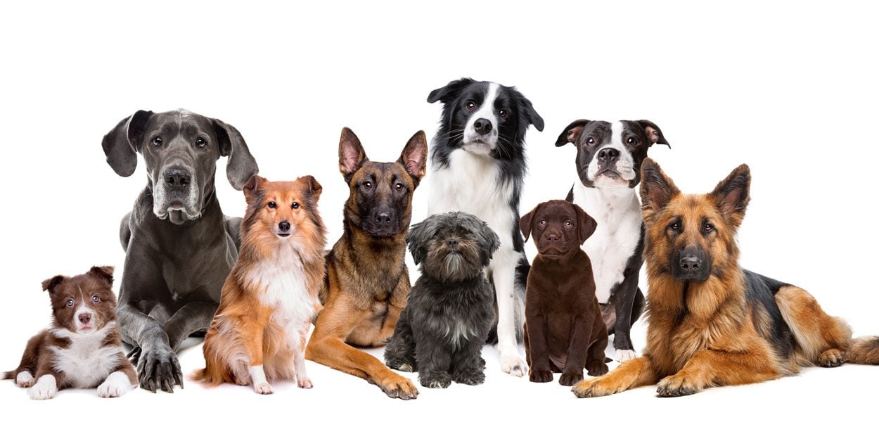 Hunde: Rasse sagt wenig über Verhalten aus