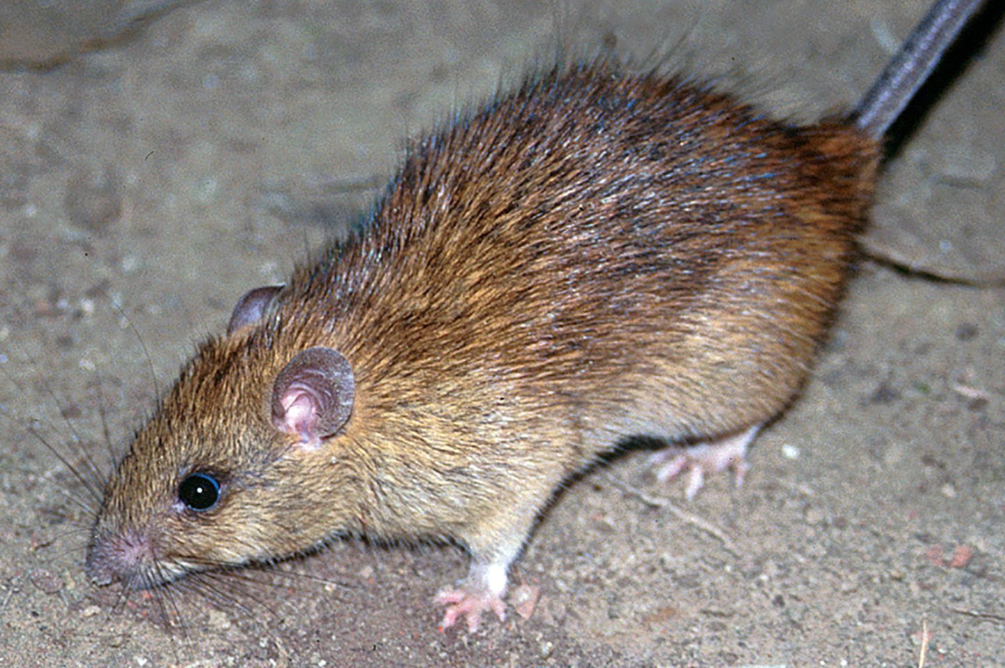 Wechselvolle Ratten-Geschichte in Europa