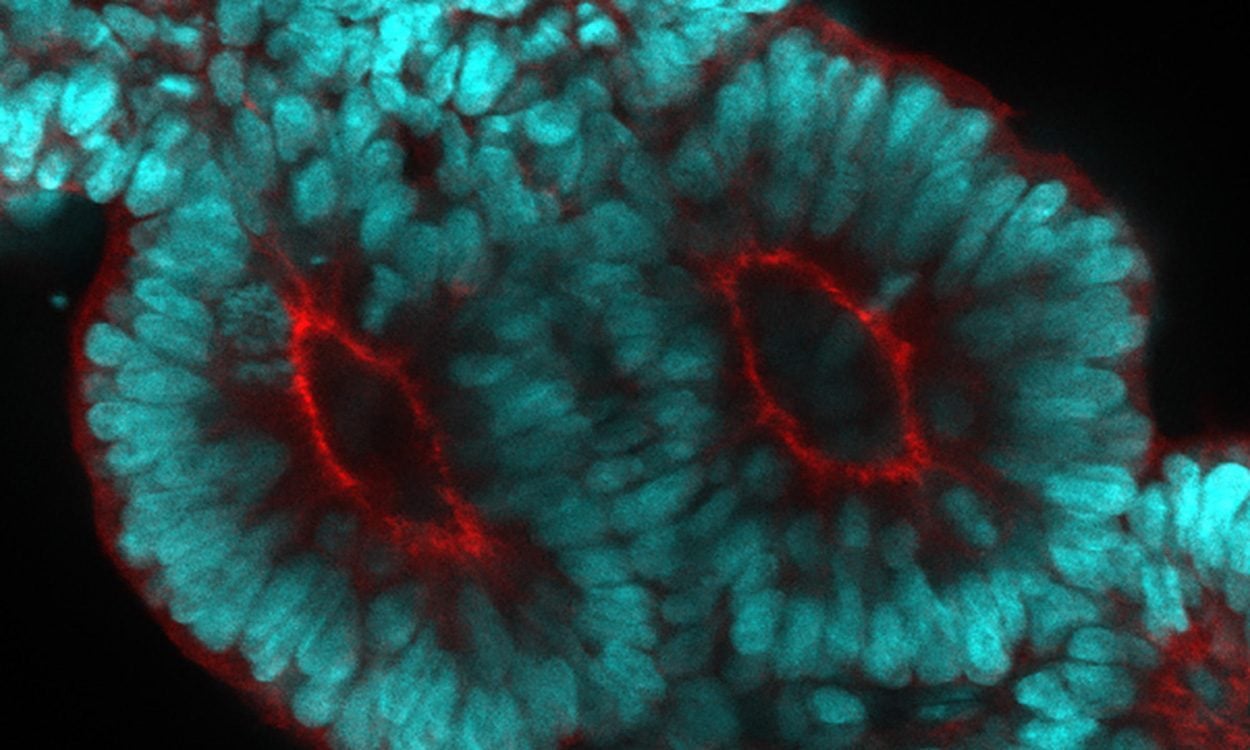 Wie der Wirbelsäulen-Vorläufer im Embryo entsteht