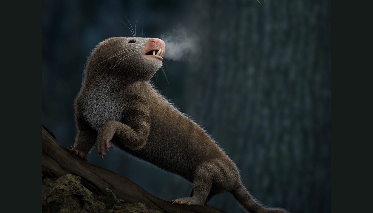 Was die Ohren über gleichwarme Tiere verraten