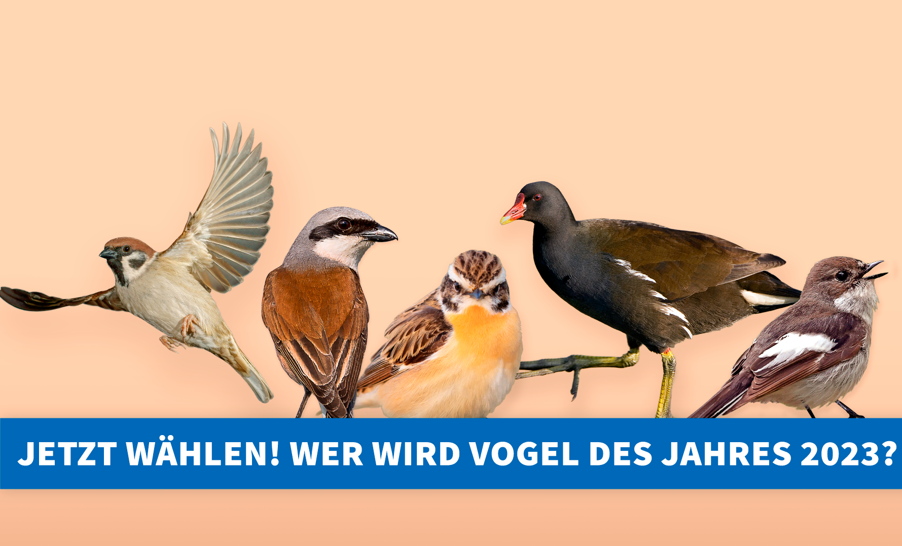 Vogelfreunde zur Wahl aufgerufen