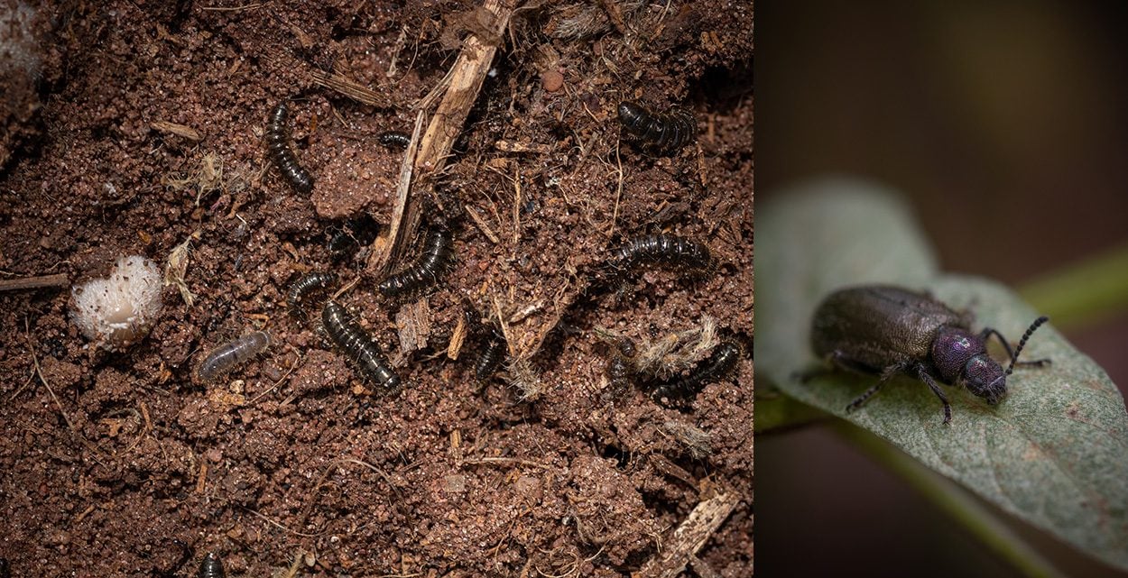 Wie Käfer ihre bakteriellen Symbionten bewahren