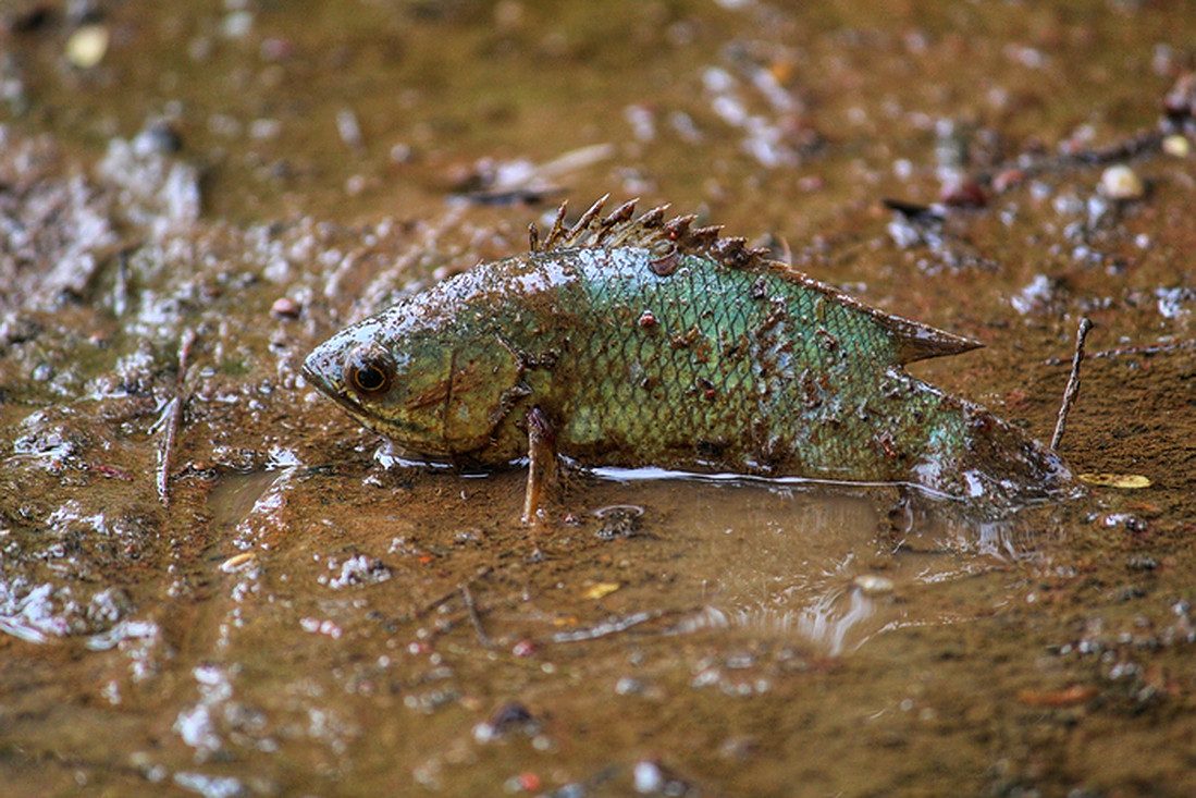 Ein Fisch auf dem Trockenen