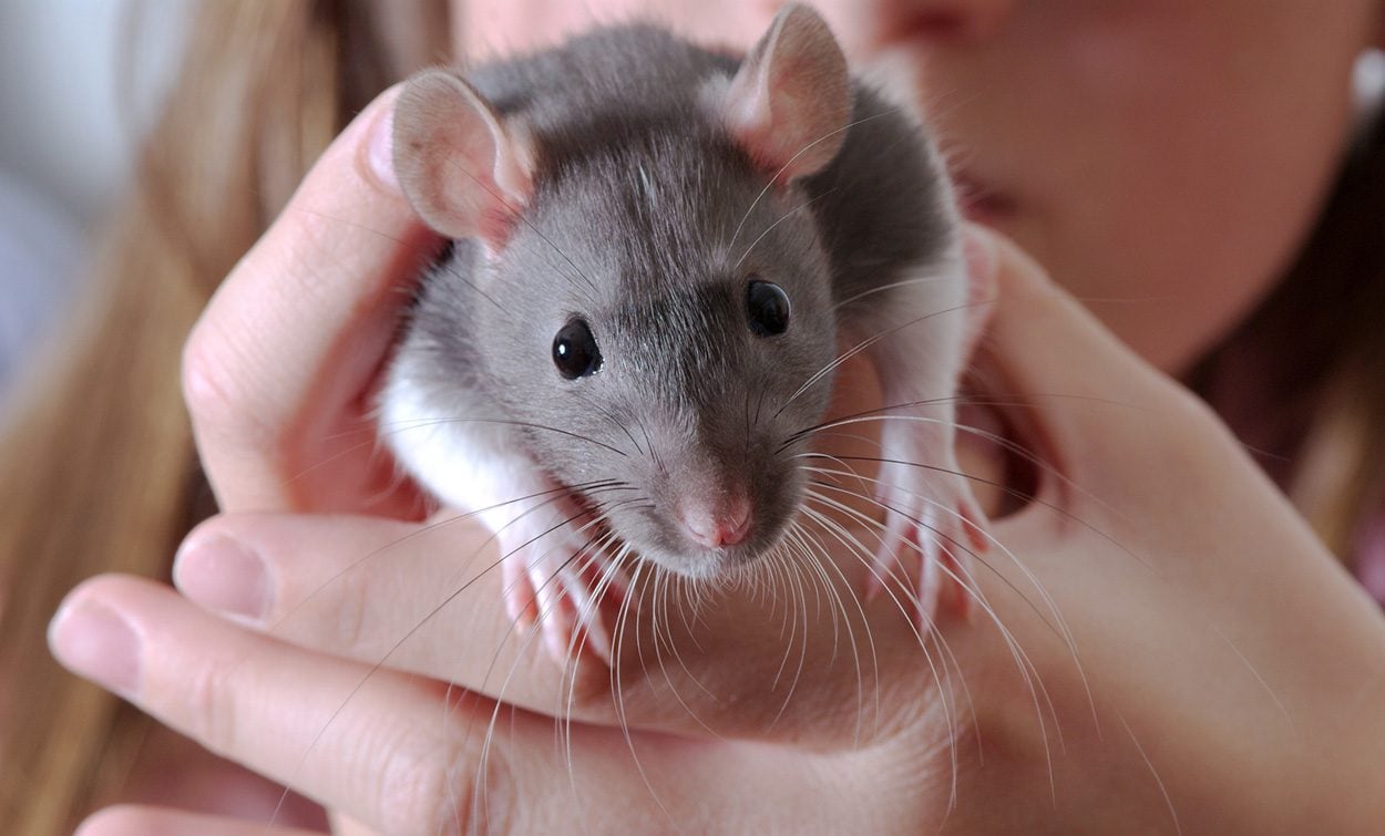 Ratten mit Taktgefühl