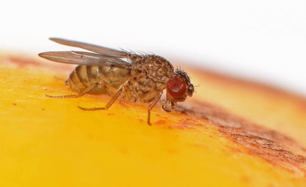 Jungfernzeugung bei Fruchtfliegen eingeschaltet