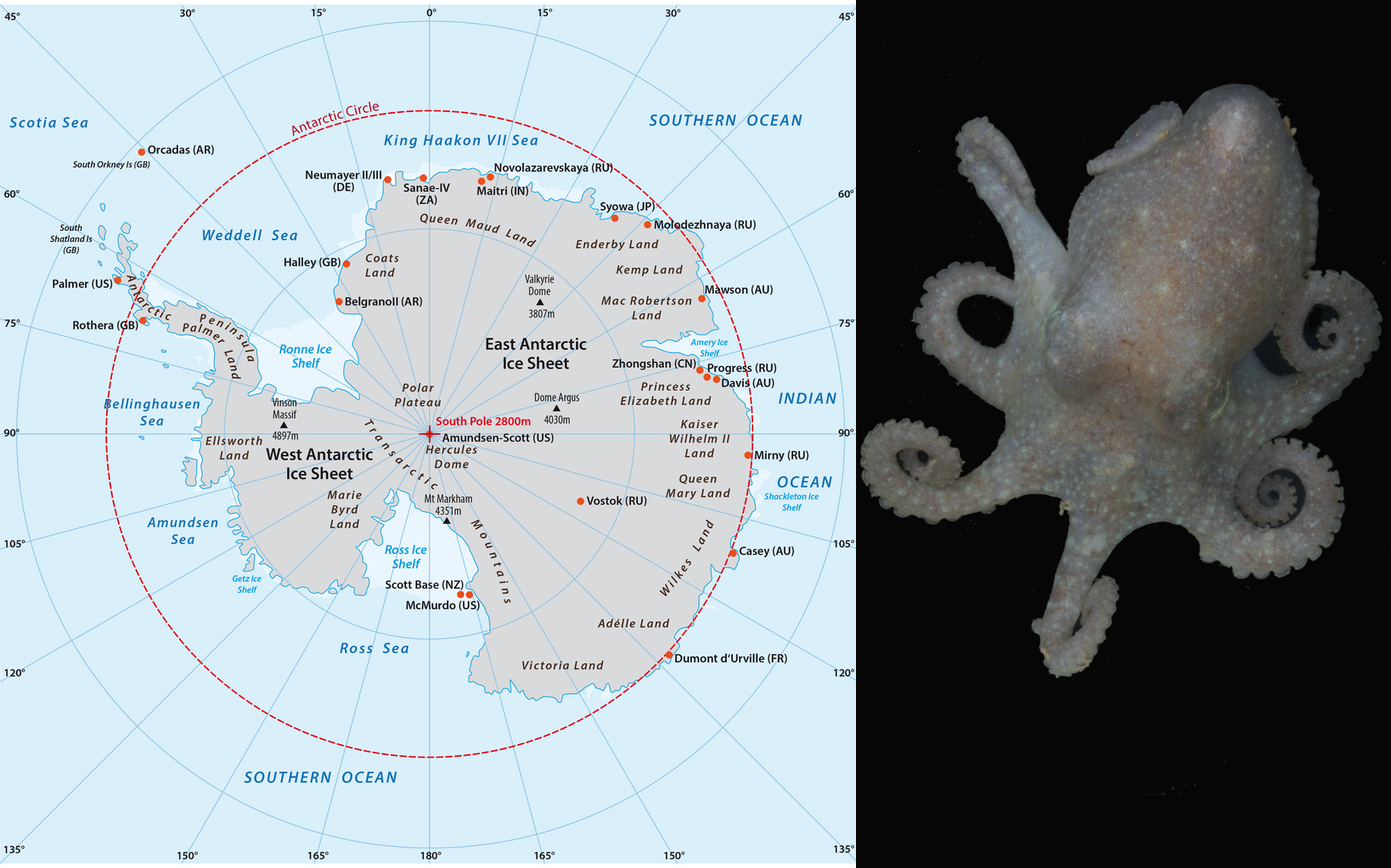 Antarktischer Eisverlust im Spiegel von Oktopus-DNA