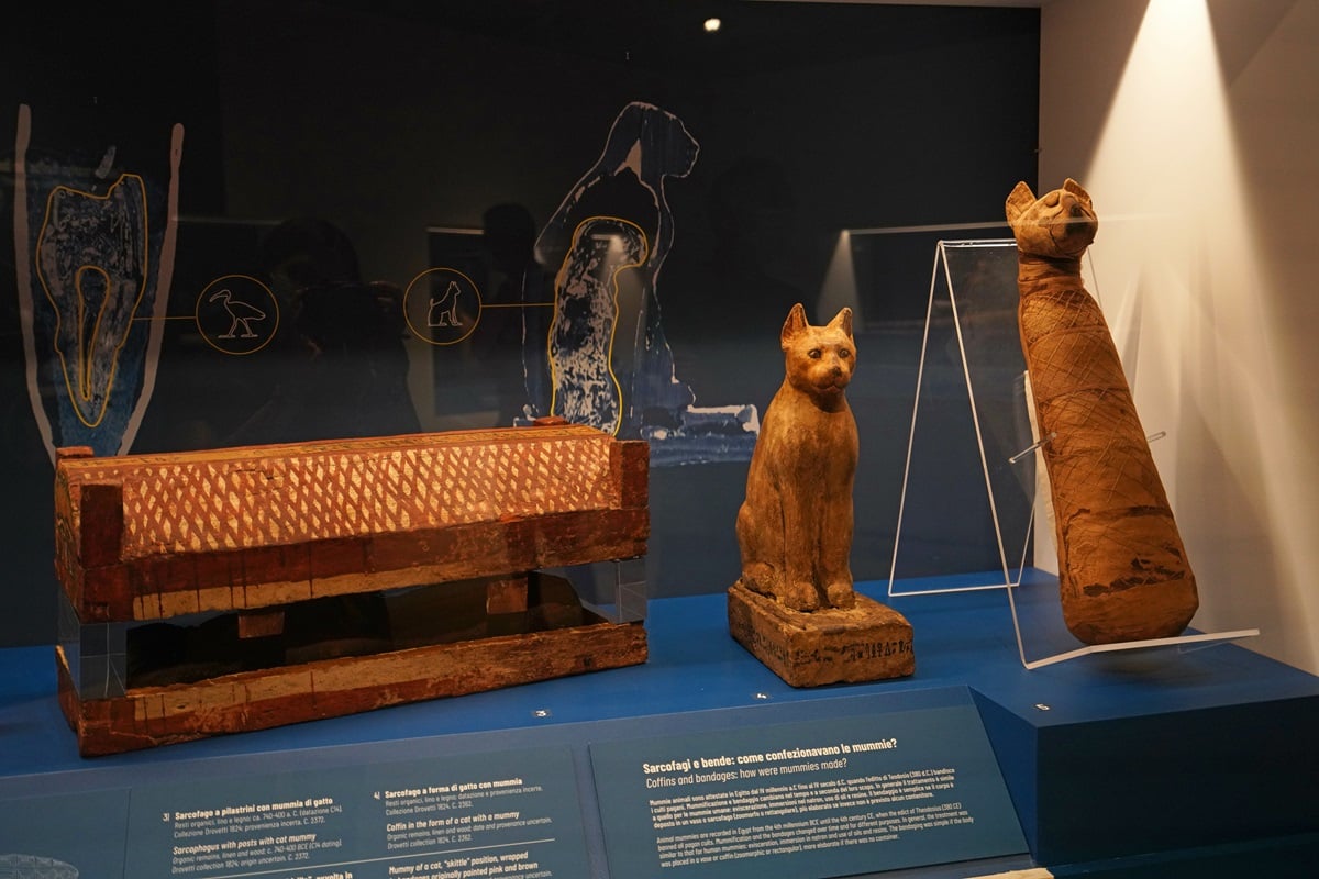Rund 13.000 Jahre alt: Die enge Bindung zwischen Katze und Mensch