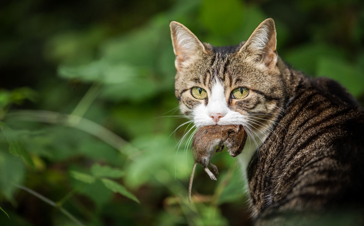 Wie Hauskatzen die Artenvielfalt bedrohen