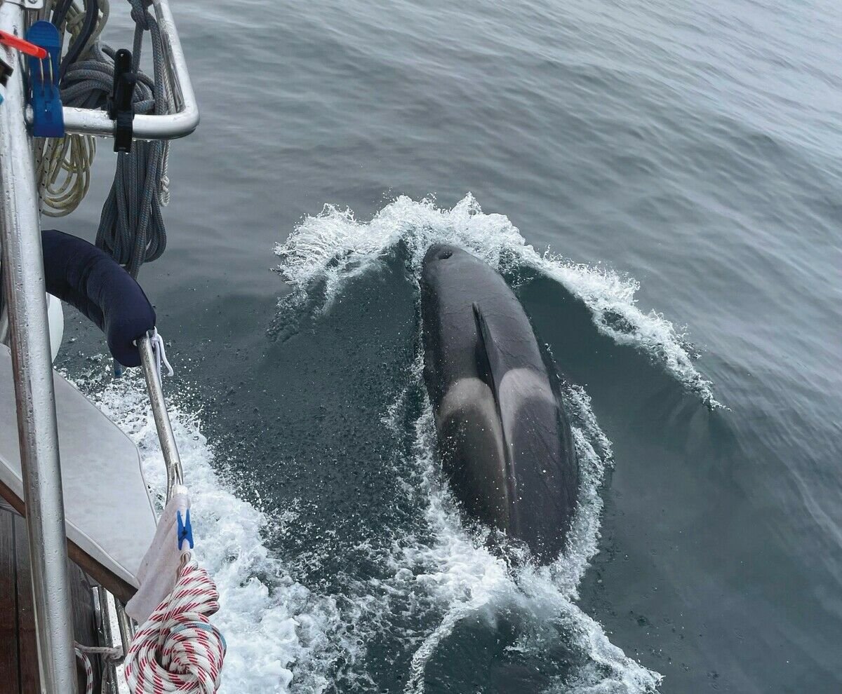 Wenn Orcas Boote zum Sinken bringen