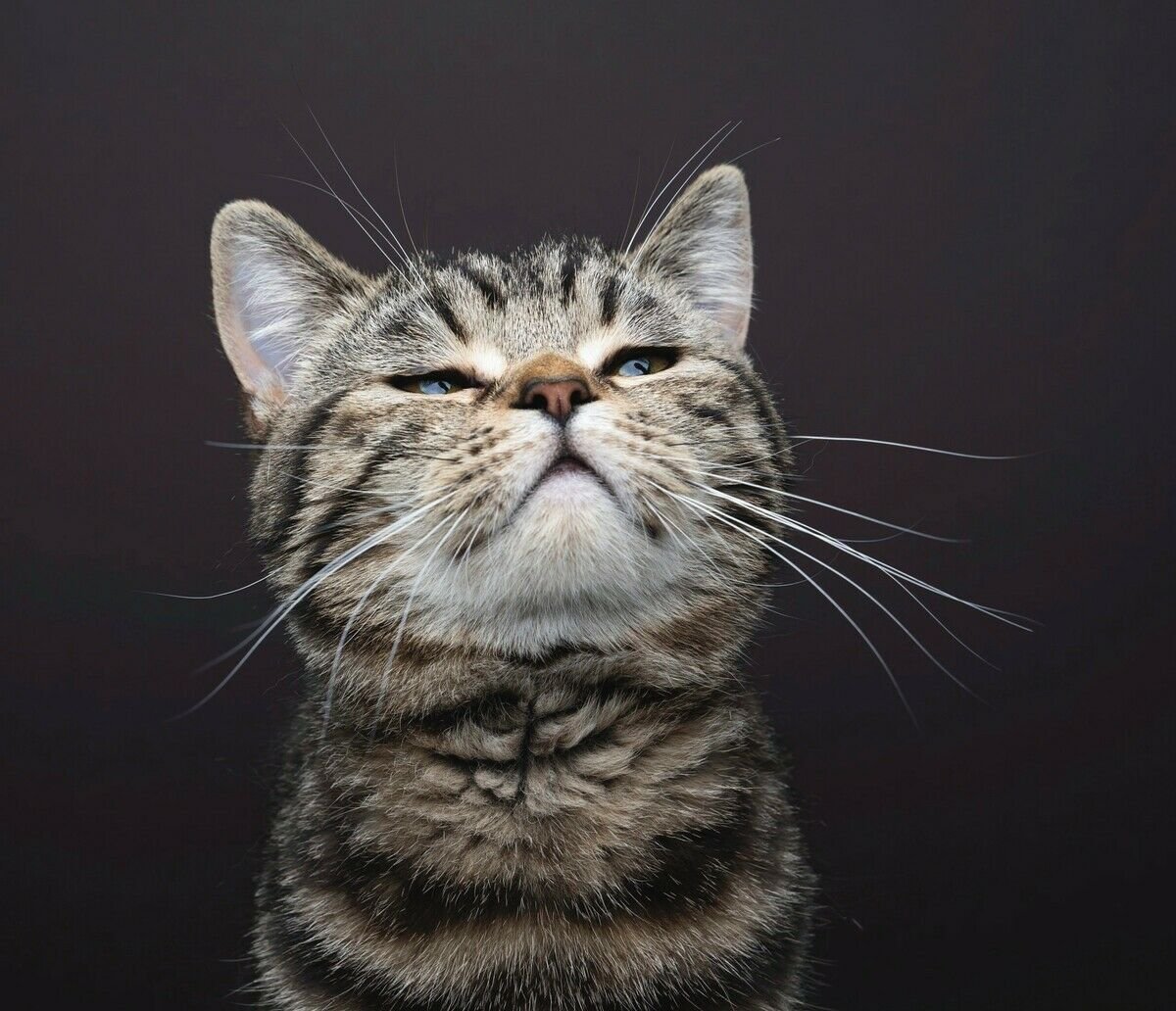 Die sagenhaften Sinne der Katzen