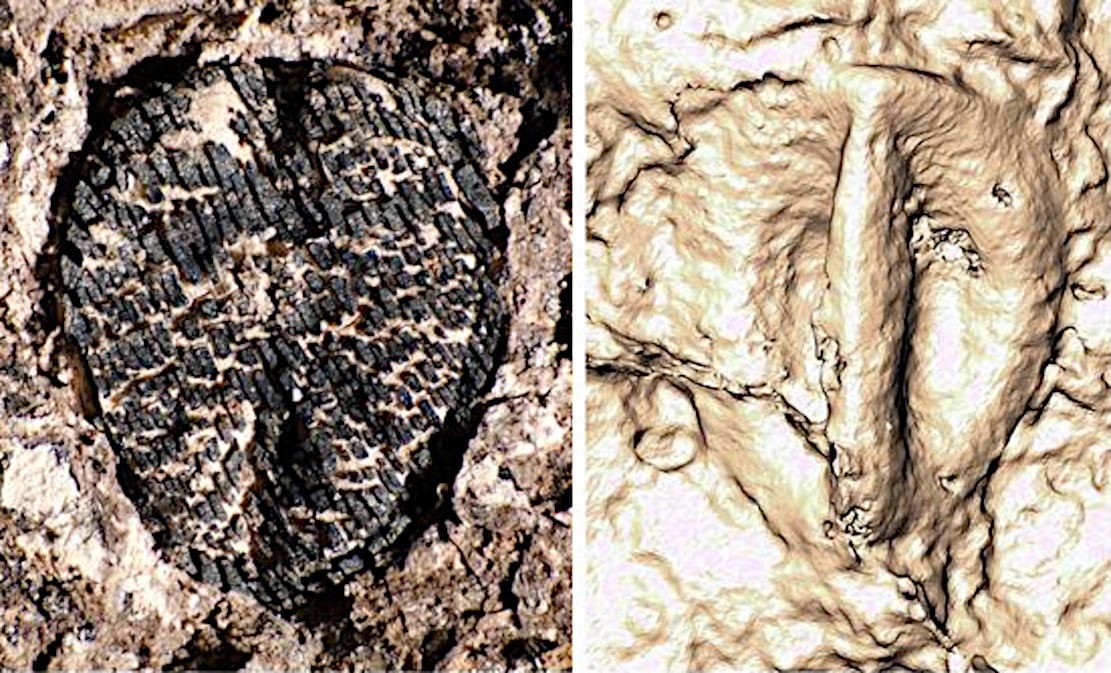 Einblicke in die Evolutionsgeschichte der Weintrauben