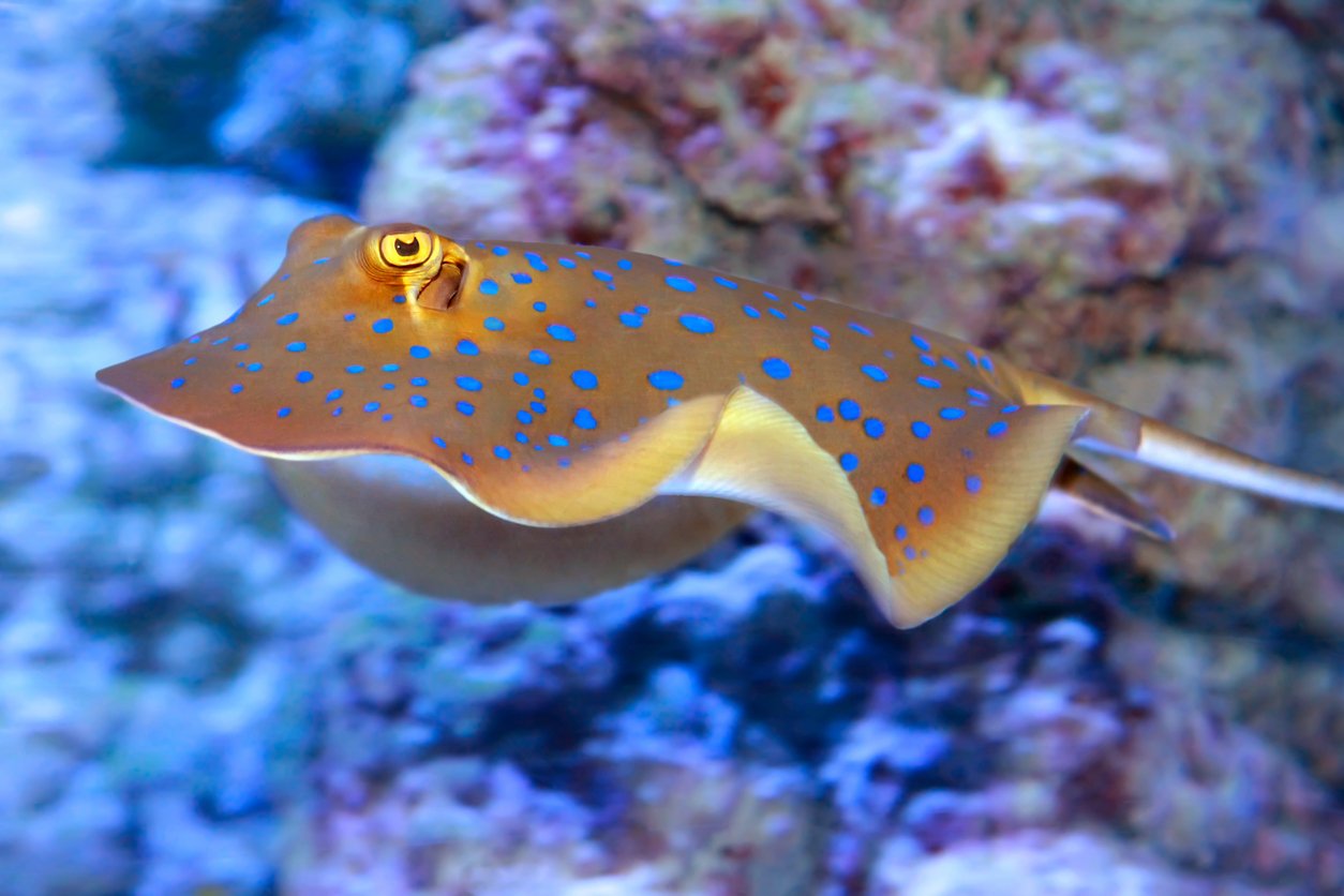 Geheimnis blauer Punkte gelüftet
