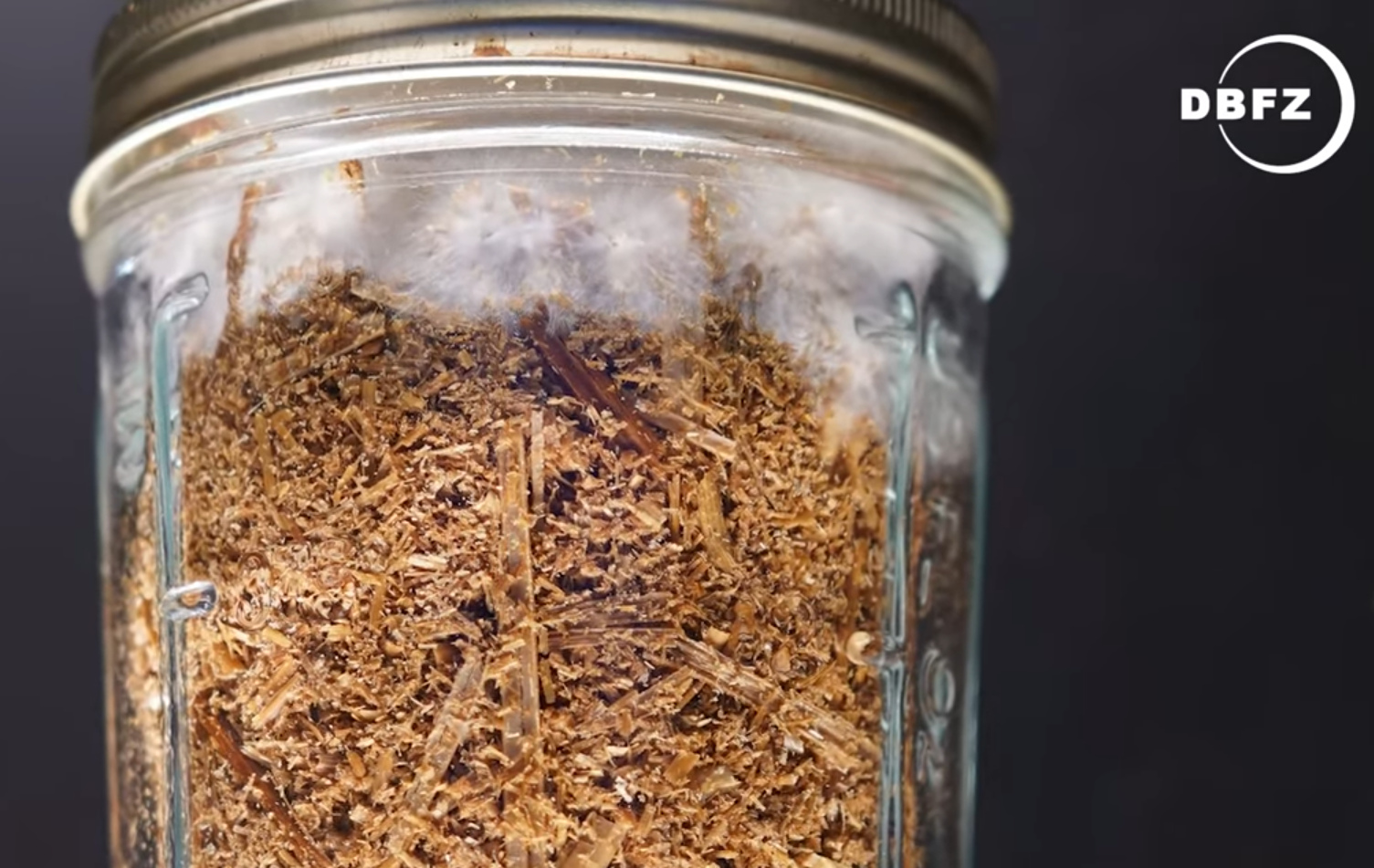 Können Speisepilze Biogas liefern?