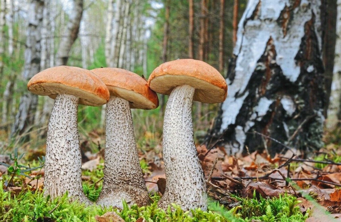 Flora. Fauna. FUNGA.