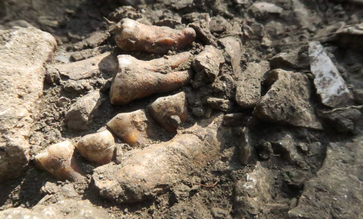 Neandertaler-Linie war 50.000 Jahre isoliert