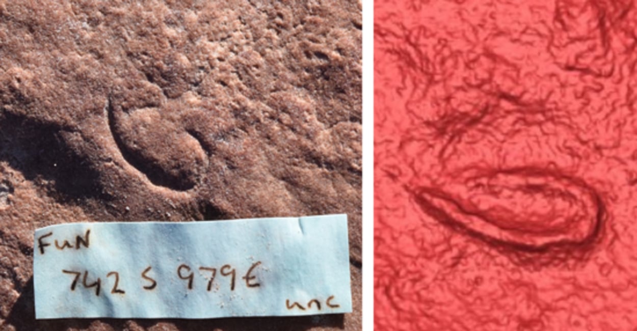 Uralter Wurm aus dem Präkambrium gefunden