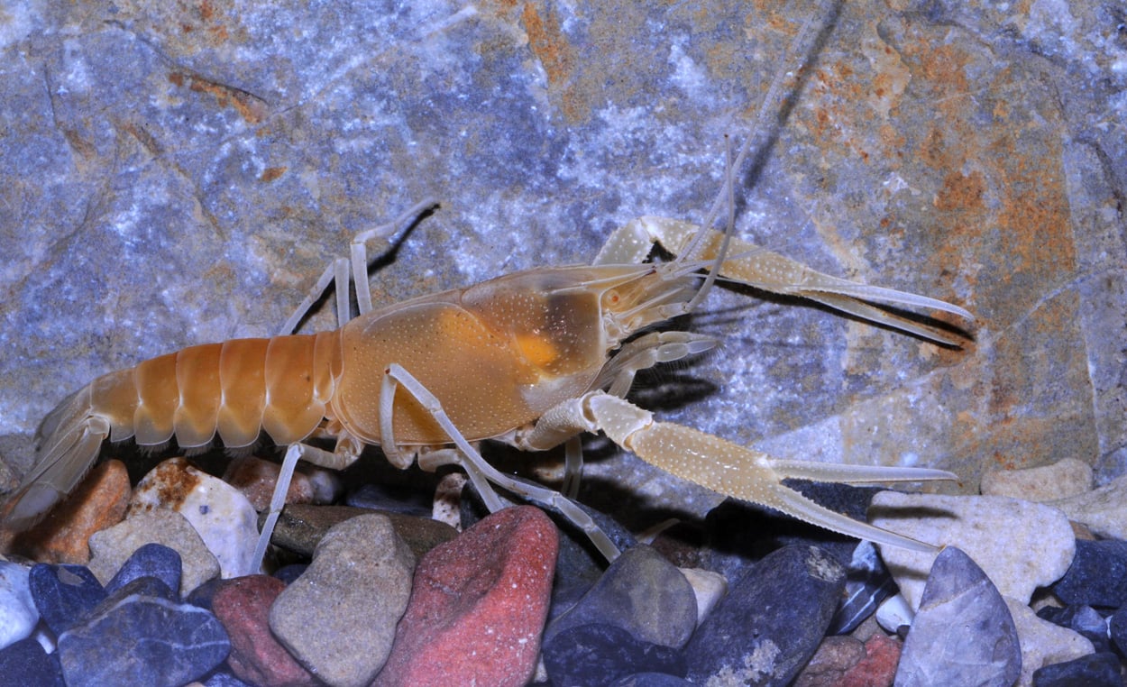 Fast ein Viertel der Süßwassertiere ist bedroht