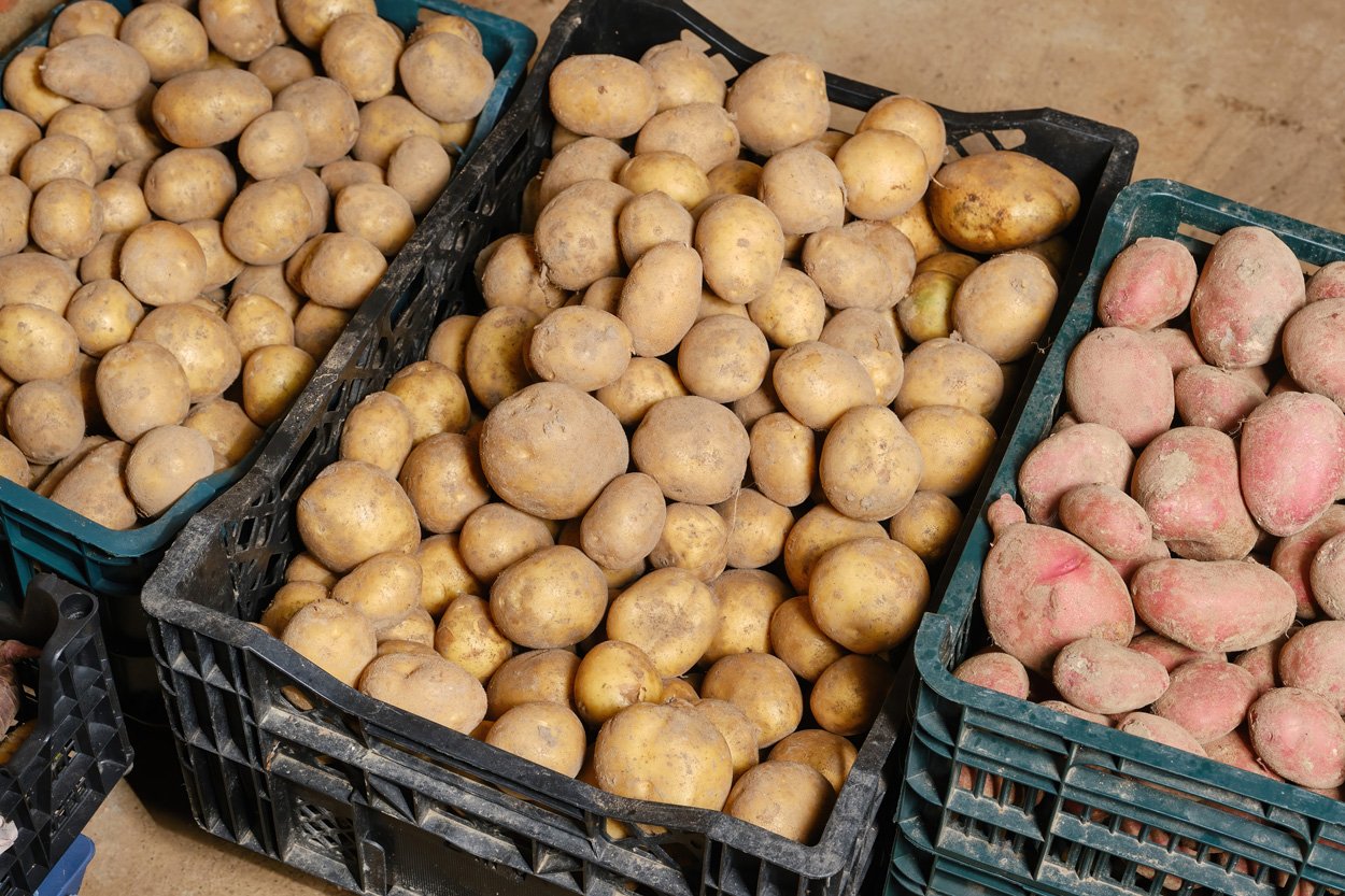 Was das Genom europäischer Kartoffeln verrät