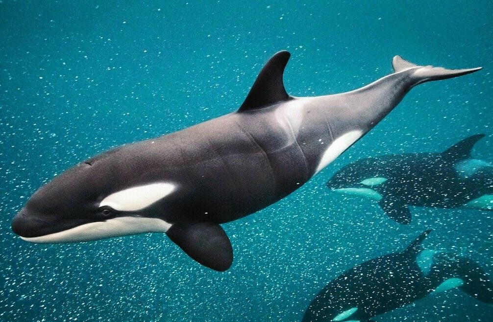 Der Ruf der Orcas