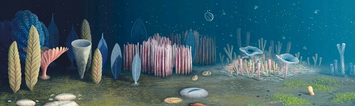 Ediacara: Ursprung der Tiere