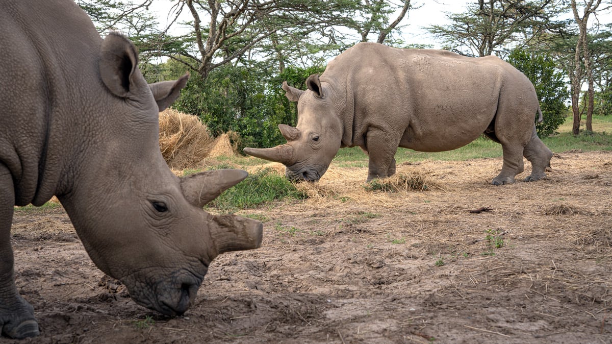 Neue Hoffnung für das Nördliche Breitmaulnashorn