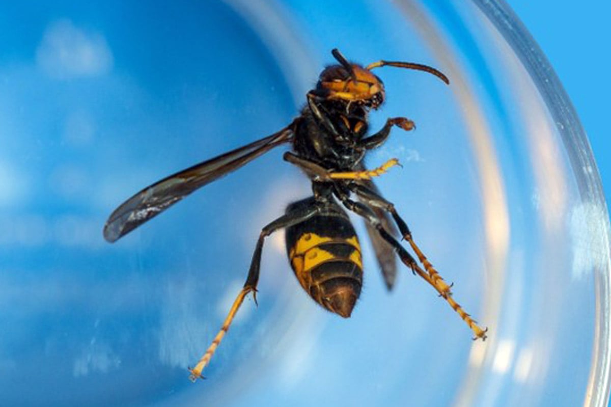 Mit Maulkörben gegen invasive Hornissen