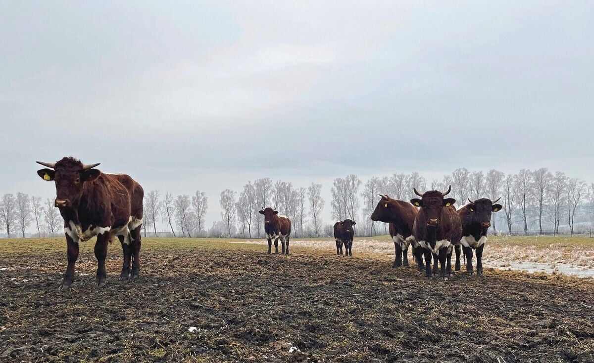 Kühe als Landschaftspfleger