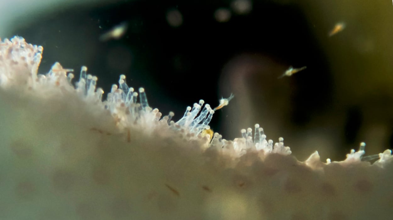 Korallen fressen mehr Plankton als gedacht