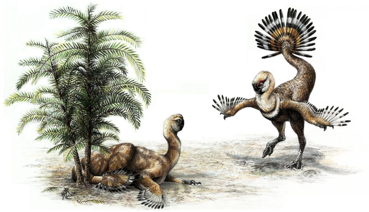 Balzende Pfauen-Dinos