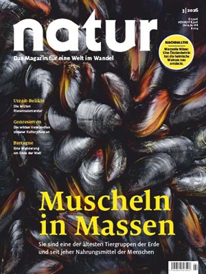 Muscheln in Massen