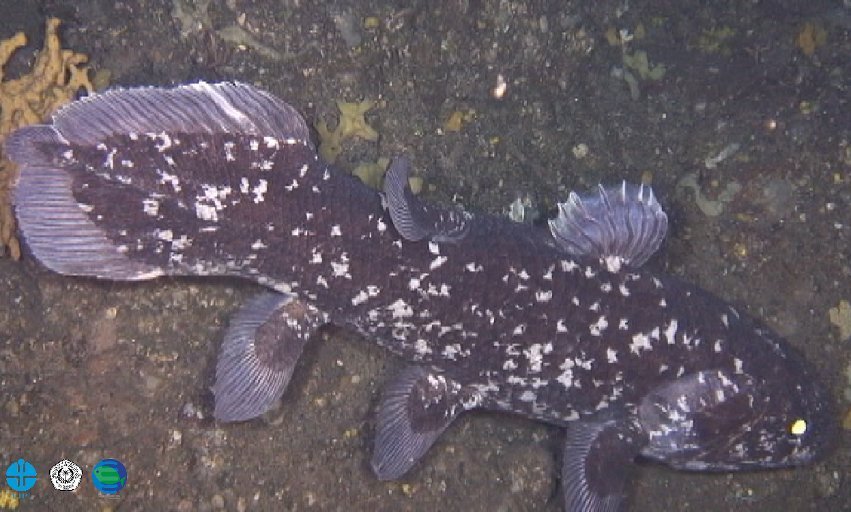 Lebendes Fossil sequenziert