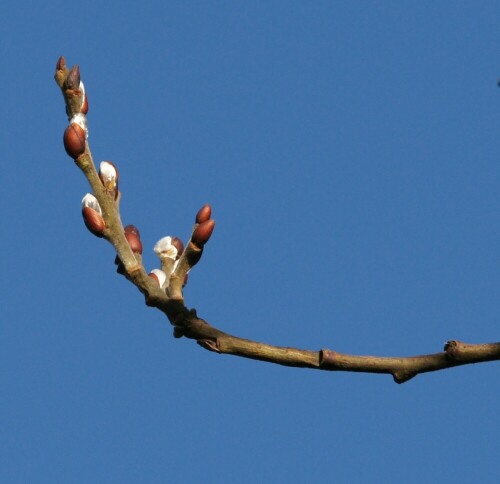 Ein Hauch von Frühling